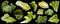 Collection of salad leaves isolated on black background
