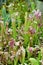 Collection of Sarracenia or Trumpet pitcher plants