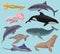 Collection of sea animals, marine fish and creatures squid, jellyfish, whale killer, tortoise, fish, stingray, seal