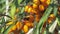 Collection of Sea buckthorn bush. Buckthorn berries on the bush. big yellow sea-buckthorn berries. Ripe sea-buckthorn