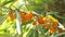 Collection of Sea buckthorn bush. Buckthorn berries on the bush. big yellow sea-buckthorn berries. Ripe sea-buckthorn