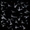 Collection of seagulls in flight. sea birds.