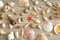 A collection of seashells