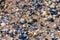 Collection of seashells on the beach