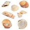 Collection of seashells different images