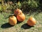 Collection of Seasonal Pumpkins