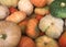 A collection of seasonal Pumpkins, Gourds and Squash Background