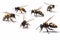 A collection of separated bees isolated on a white background