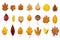 A collection of seperated autumn leaves isolated on a white background