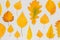 Collection, set of autumn yellow leaves on gray background, fall wallpaper. Top view Flat lay