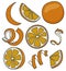 Collection set of orange and citrus fruits zest twist for menu, farmers market design, cocktail making process