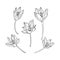 Collection set of saffron flower illustration. Delicate line art drawings of spring flowers. Hand drawn crocus for pattern, logo,