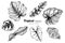 Collection set of Tropical leaves drawing illustration