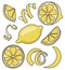 Collection set of yellow lemon and citrus fruits zest twist for menu, farmers market design, cocktail making process