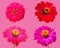 Collection set of zinnia flowers
