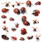 Collection of Seven-spot ladybirds