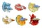Collection of Siamese Fighting Fish, colorful Betta Fish on White Background, Half Moon