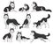 Collection of Siberian Husky in various poses, white and black purebred dog animal with blue eyes vector Illustration on