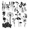 Collection silhouette illustration of wild flowers, herbs and gr