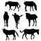 Collection of silhouette realistic horses, vector animal sign