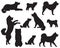 Collection of silhouettes of Japanese Akita or Akita Inu dog breed