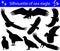 Collection of silhouettes of sea eagles