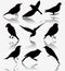 Collection of silhouettes of wild birds, vector il