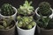 Collection of six small cacti and succulent plants in pots