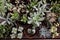Collection of small decorative succulents in pots