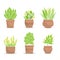 Collection of small green bushes in baked clay flowerpot. Potted plants.