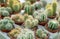 Collection of small potted cactuses in a plant market