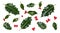 A collection of smooth and spiky green holly leaves with red berries