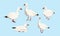 Collection of snow geese. White arctic goose Anser caerulescens. Birds of the North, inhabiting Greenland, Alaska, Canada, Siberia