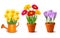 Collection of spring and summer colorful flowers i