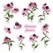 Collection of stickers of  bouquets of pink echinacea flower.