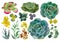 A collection of stylish watercolor succulents.Watercolor Set of succulents