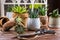 Collection of succulent plants for home deco.