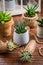 Collection of succulent plants for home deco.