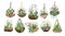 Collection of succulents, cactuses and other desert plants growing in various glass vivariums or florariums. Stylish