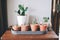 Collection of succulents plant in pot on table. Cactus lover Closeup cactus pot