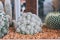 Collection of succulents plant in pot on table. Cactus lover Closeup cactus pot