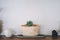 Collection of succulents plant in pot on table. Cactus lover Closeup cactus pot