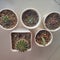 Collection of succulents in white cups
