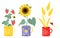 Collection summer cups with flower, berries and insects. Yellow sunflower, bouquet of spikelets with ladybug and branch
