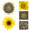 Collection of sunflower