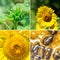 Collection of sunflowers. Flowers sunflowers. Banners with agricultural products.