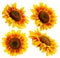 Collection of sunflowers isolated on a white background