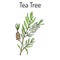 Collection of tea tree. Cosmetics and medical plant. hand drawn