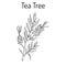 Collection of tea tree. Cosmetics and medical plant. hand drawn