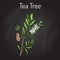 Collection of tea tree. Cosmetics and medical plant. hand drawn